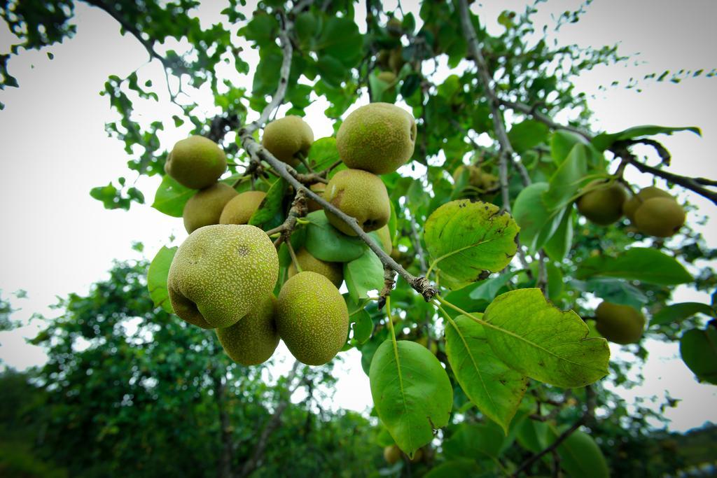 הוילה קודאיקנאל The Pear County מראה חיצוני תמונה